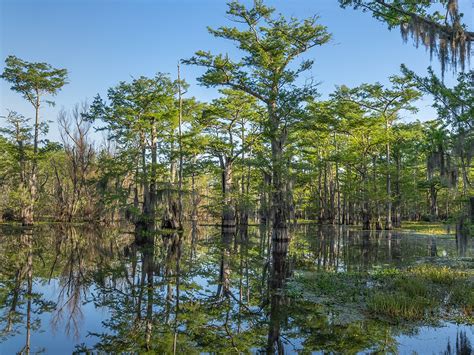 Atchafalaya Swamp - Saving Wilderness | The Heart of Louisiana