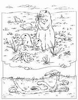 Prairie Dog Coloring Page  Home sketch template