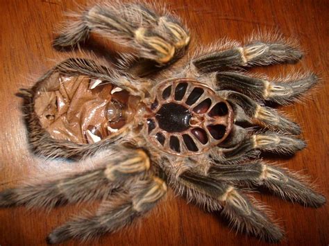 Spider molt : r/molting