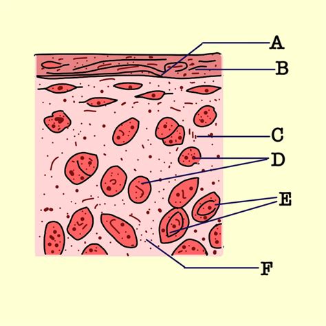 In the diagram of the section of the hyaline cartilage given below, certain parts have been ...