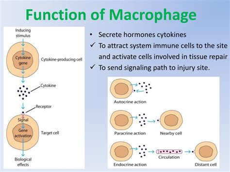 PPT - Macrophage PowerPoint Presentation - ID:431156