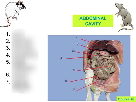 abdominal cavity of rat Diagram | Quizlet