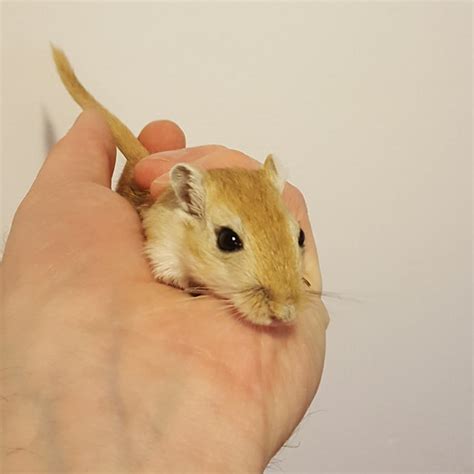 Gerbil Garden: Basic Gerbil Care