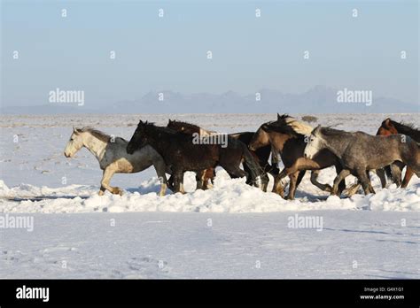 Wild horses running in snow hi-res stock photography and images - Alamy