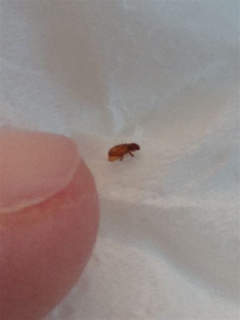 Identifying Reddish Brown Bugs in the Bathroom? | ThriftyFun