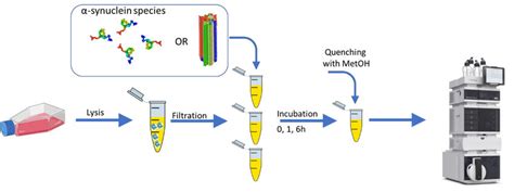 Sample preparation scheme for LC-MS metabolomic analysis. Neuronal cell... | Download Scientific ...