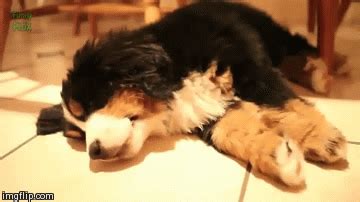 21 Interesting Facts About Bernese Mountain Dog - DogCrunch