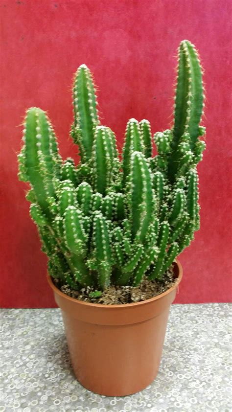 Cereus "Fairytale Castle Cactus" Cacti And Succulents, Cactus Plants, Indoor Garden, Indoor ...