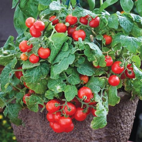 Super Sweet Cherry Tomato Seeds for Planting 100 Seeds - Etsy