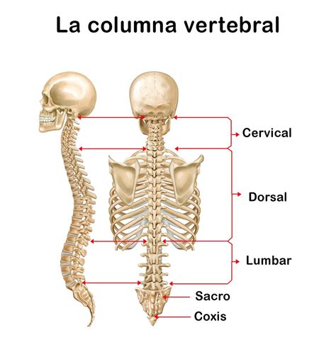 Todas las PARTES de la COLUMNA vertebral - ¡RESUMEN + IMÁGENES!