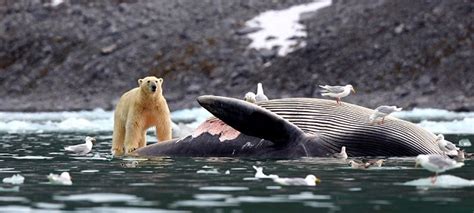 Having a whale of a time: The amazing moment a polar bear feasts on the blubbery remains of a ...