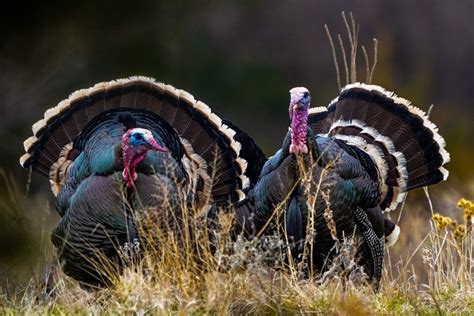 Turkey Hunting 101 - The National Wild Turkey Federation