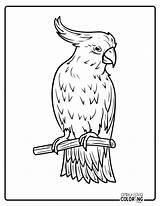Parrot Coloring Pages Free PDF Printables  Simply Love Coloring sketch template