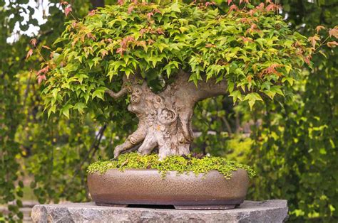 Japanese Maple Tree Bonsai