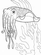 Cuttlefish Coloring Page sketch template