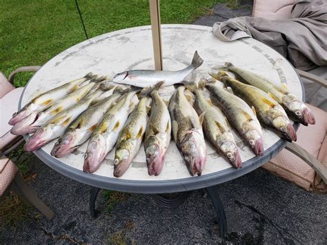 Hot walleye lures 2018 - Lake Erie Fishing Reports - Lake Erie United - Walleye, Bass, Perch ...