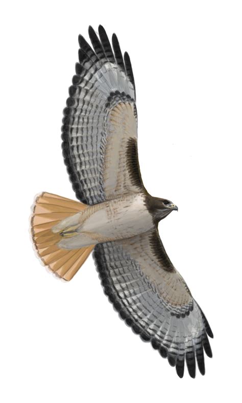 rtha_hadropus_underside-1 – Red-tailed Hawk Project