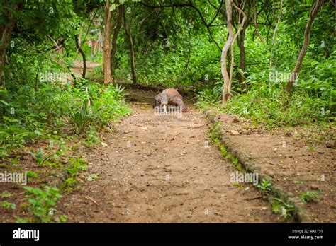 Venom glands hi-res stock photography and images - Alamy