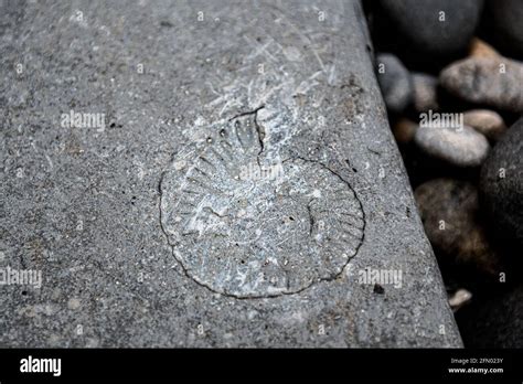 Kimmeridge Bay fossil hunting, Dorset, UK Stock Photo - Alamy