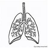 Printable Lungs Coloring Page A Fun Way To Learn About Your  sketch template