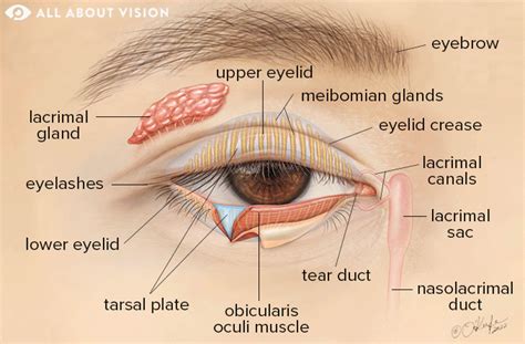 What is the part of the back of the eyelids called? - Off Topic - Tapas ...