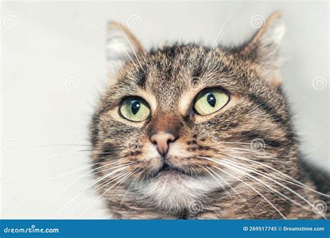 Brown Tabby Cat with Green Eyes Close-up. Portrait of a Cat Stock Image - Image of eyes, animal ...