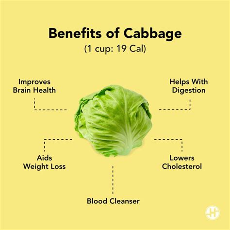 Benefits of Cabbage | Cabbage benefits, Digestion aid, Health and wellbeing