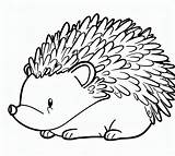 Hedgehog coloring pages  ColoringLib sketch template