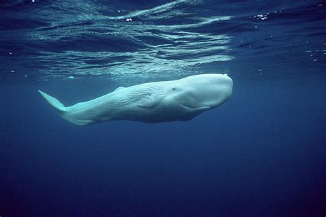 Sperm Whale Physeter Macrocephalus Photograph by Hiroya Minakuchi