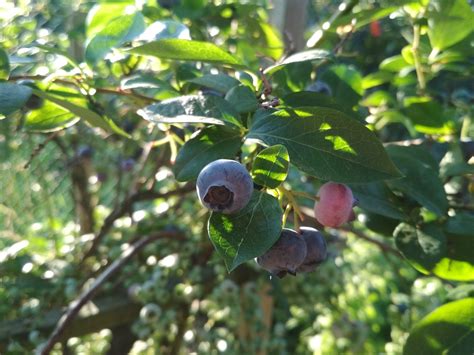 Bilberry Blueberries Fruit - Free photo on Pixabay - Pixabay