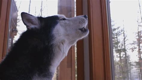 Mishka the Talking Husky Sings a Song! - YouTube