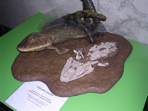 Kumtuks Tahlkie: Fossil Vertebrate of the Month: Tiktaalik