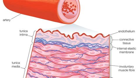 Tunica media | anatomy | Britannica