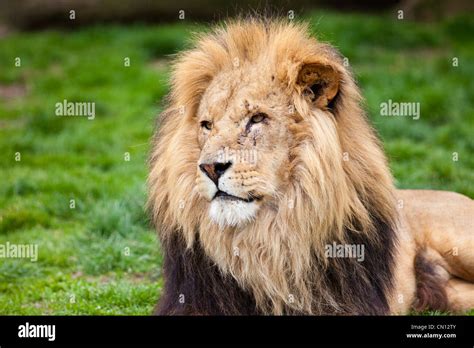 African Lion - Panthera leo Stock Photo - Alamy