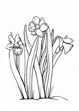 Coloring Pages For Children About Daffodils sketch template