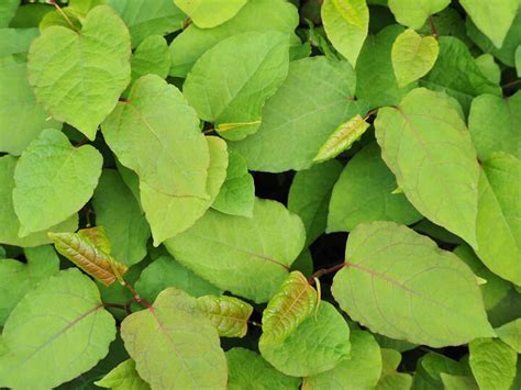 How to Kill Japanese Knotweed – Treatments & Misconceptions