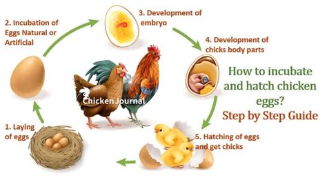 Incubating and Hatching Chicken Eggs: Complete Guide