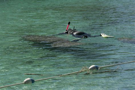 Free picture: snorkeler, swims, Florida, manatee