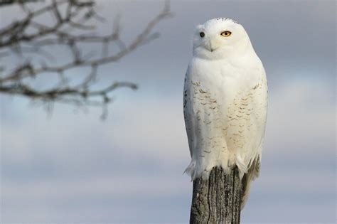 Download Owl Bird Animal Snowy Owl HD Wallpaper