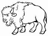 Free Printable Bison Coloring Pages For Kids sketch template