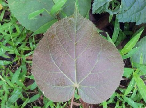 Jual Daun Waru Kering Asli di Lapak uni store | Bukalapak