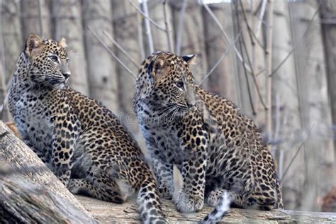 Grown-up Cubs Sri Lanka Leopard, Panthera Pardus Kotiya Stock Photo ...