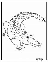 Alligator Coloring Pages Free PDF Printables  Simply Love sketch template