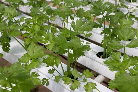 Hydroponic Farming Setup in India - a Full Guide | Agri Farming