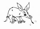 Anteater Coloring Aardvark Pages Printable Drawing Animal Color  sketch template