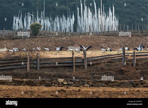 Black-necked cranes, Phobjikha Valley, Western Bhutan, Asia Stock Photo - Alamy