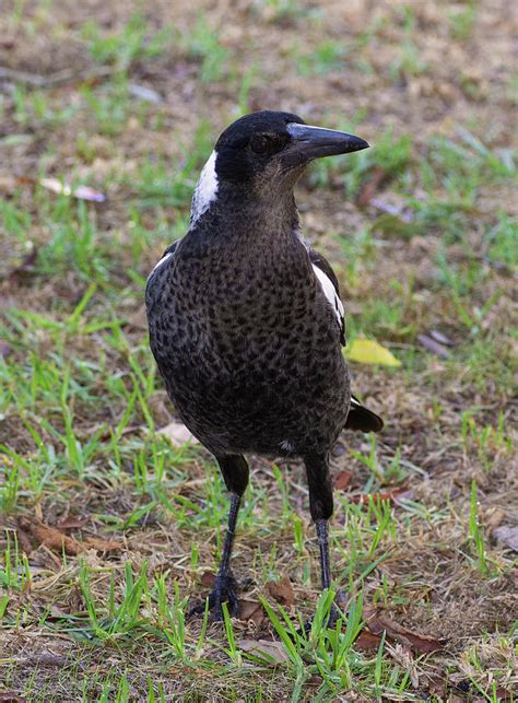 Baby Magpie Photograph by Tania Read