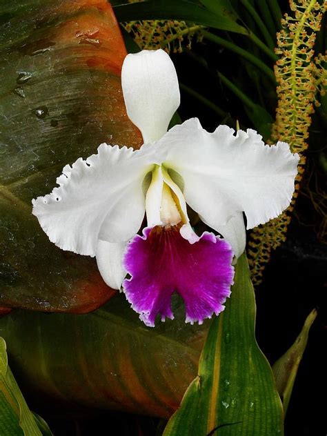 Hawaiian Orchids 25 Photograph by Ron Kandt - Fine Art America