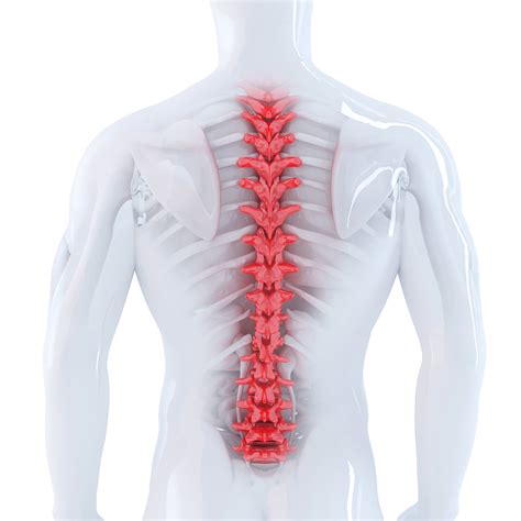 Thoracic Vertebrae Muscles