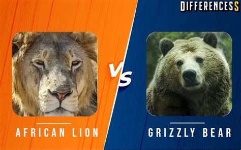 African Lion Vs Grizzly Bear Differences And Comparison » Differencess